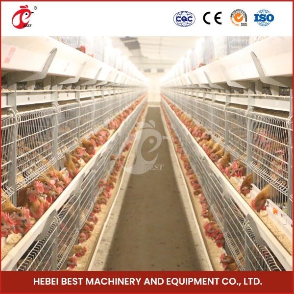 Caja de transporte de pollos de engorde galvanizado en caliente Color plateado Durable fiable Mia