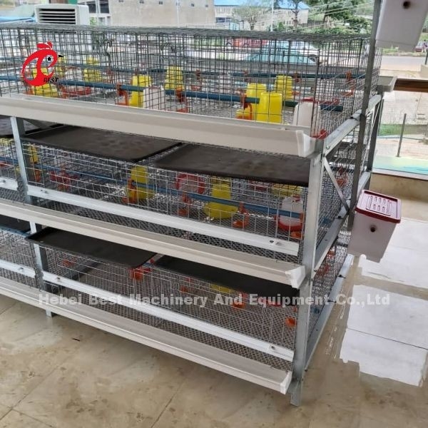 A y H Tipo de pollos de engorde Batería de la jaula de pollo durante 45 días pollos de engorde Emily