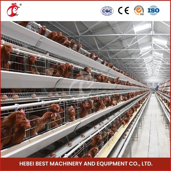 Cage Mesh Tipo H Broiler Cage de pollo con ventilación para aves sanas