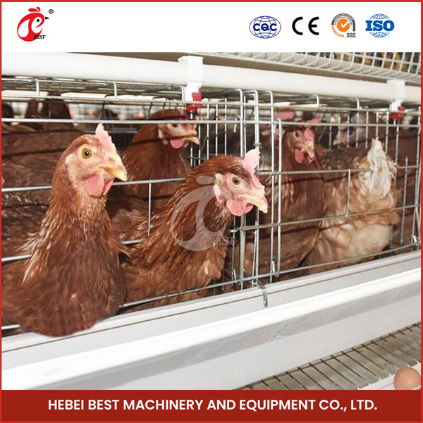 Sistema de jaula de aves de corral blanca resistente para aves 96-200 Estrella de estructura de acero galvanizado