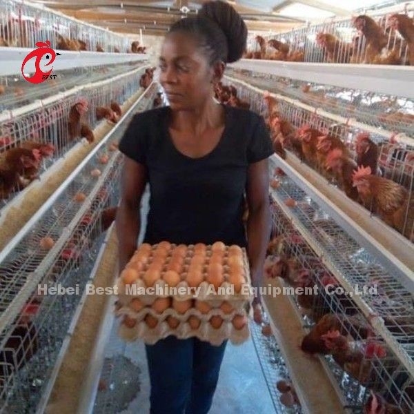 Sistema de jaula de batería de tipo A semiautomático con carrito de alimentación para capas de huevo Ada