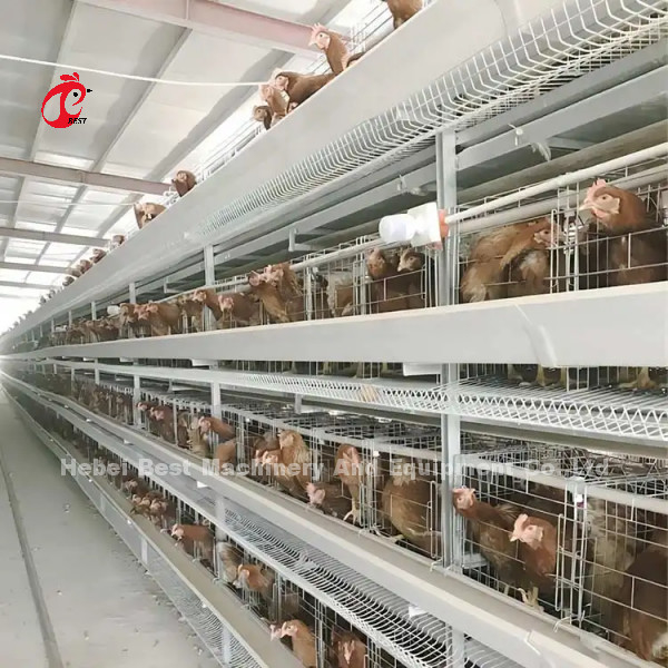 Sistema de jaulas de cría de aves de corral de hierro para Nigeria Zambia Kenia Ghana Camerún Sudán Gambia Nambia Mercado