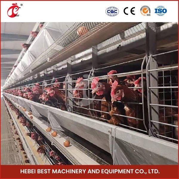 Sistema de jaula de cría de aves de corral de plástico o metal para alta eficiencia de cría Mia