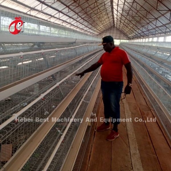 96-200 Aves Capacidad Cajera de capa blanca en Nigeria Estrella de acero galvanizado por inmersión en caliente
