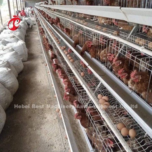 Sistema de alimentación automático Pollo de aves de corral Batería de capas Jaula de tipo A Ada