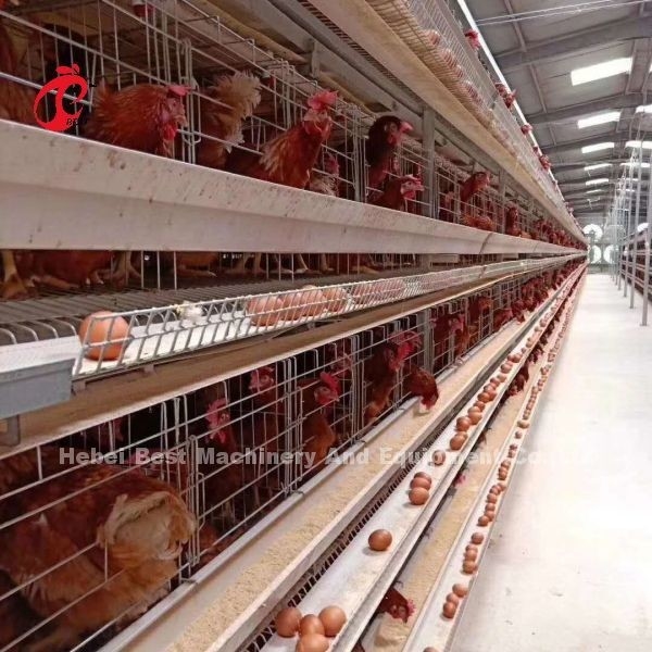 Nuevo diseño Tipo H Sistema automático de jaula de pollo 96-200 Aves Capacidad para la cría de aves Emily Wang