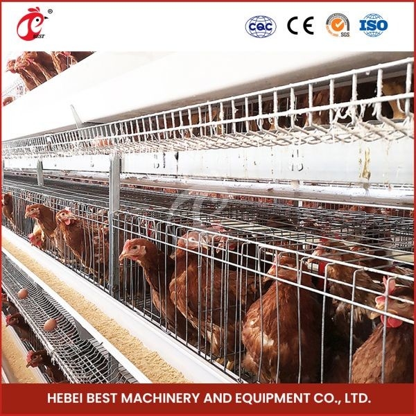 80-100kg Peso de la jaula en forma de H Cajera de pollo automática Cajera de pollo automática Cajera de pollo Rosa Rosa para capas Rosa