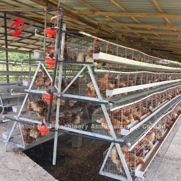 3 Tier 120 Aves y 4 Tier 160 Aves Sistema de jaula de batería de capa para Uganda Tanzania Granja de aves de corral Sandy