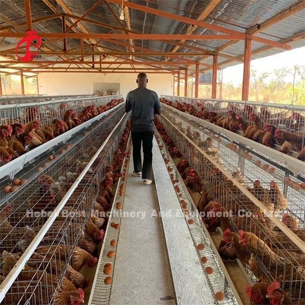 Tipo 3 del sistema A de la jaula de la avicultura pollo Emily de la jaula de la capa del huevo de 4 gradas