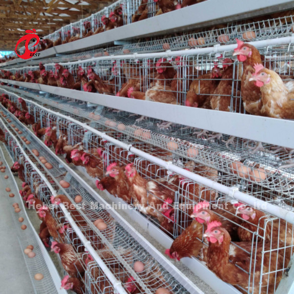 Sistema de jaula de cultivo de aves de corral de nivel 3 con alambre de jaula de 2,8 a 3,5 mm - fácil de instalar Mia