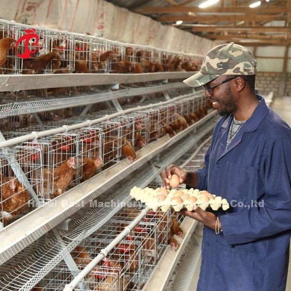 Mejor un tipo pájaros de la jaula 500 del pollo para la jaula Sandy del pollo de la avicultura de las capas