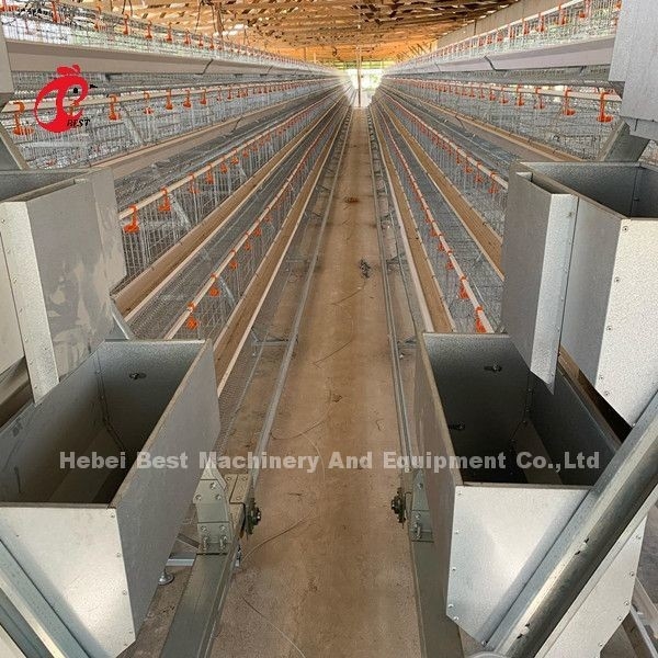 16 semanas de huevo gallina ponedora A o H marco automático de capas jaulas 15000 aves Emily