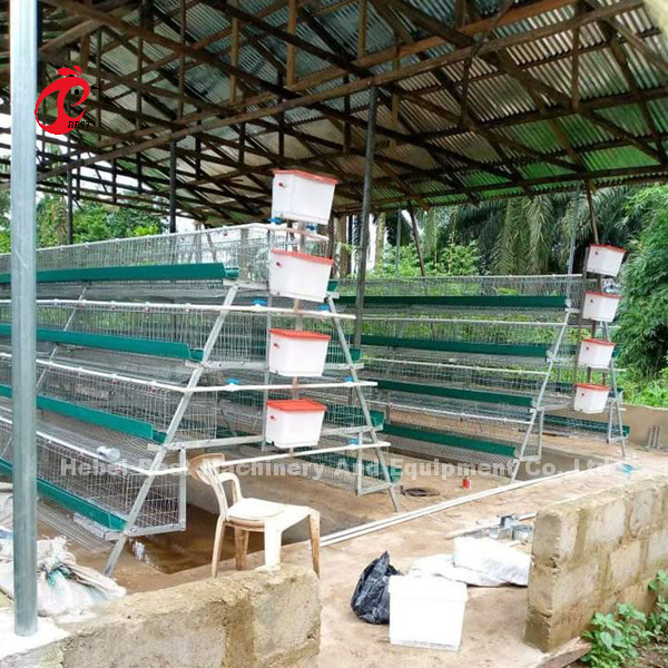 Nigeria sistema superior y de lujo de Warehouse de las aves de corral de batería de la jaula para los pollos Sandy de la capa
