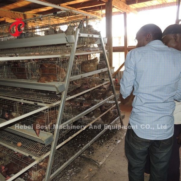 La jaula al por mayor de la capa de las aves de corral del precio de fábrica Q235, pájaros del sistema 256 de la jaula de batería protagoniza