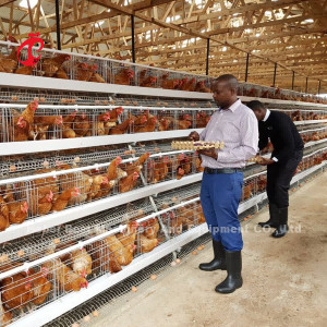 Más popular Tipo A Cajera de batería de capa de pollo a la venta en Uganda 20000 aves Estrella