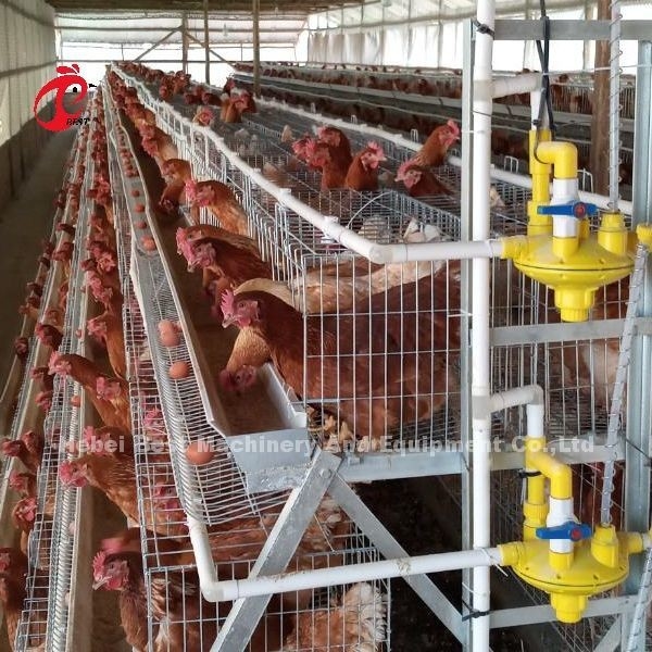 Precio de la jaula de batería de 4 gallinas de las gradas en Nigeria, jaula Rose de la capa del pollo de 5 puertas