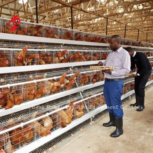 Un tipo avicultura de la jaula de batería de las parrillas ISO14001 Doris