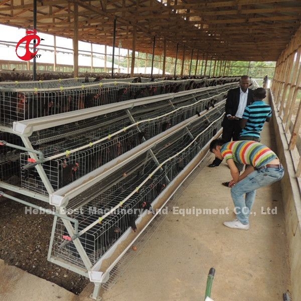 Un tipo 3 gradas acoda la estrella de los pájaros 450cm2 de las jaulas de batería del pollo 120