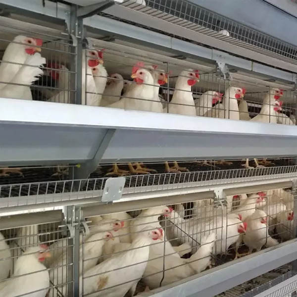 Equipo de las granjas avícolas tipo H Sistema de jaula de pollo con batería para pollos de engorde