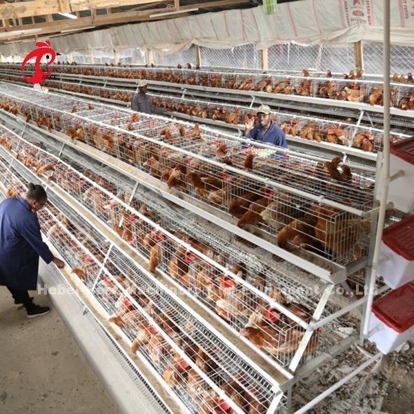 Tipo jaula de la cría, jaula de la batería del ISO del pollo de 3 gradas para el iris de la granja avícola